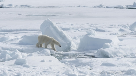 HDS05-19, DAY 04, Iain Rudkin - Bear2- 24062019 - Oceanwide Expeditions.jpg