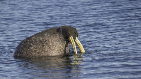 HDS04-19, DAY 07, Walrus 8 - Oceanwide Expeditions.jpg