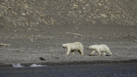 HDS07-19, DAY 08, Polar Bear - Oceanwide Expeditions.jpg