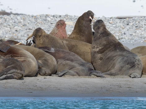 HDS06-19, DAY 02, 20190629_M Scott_walrus - Oceanwide Expeditions.jpg