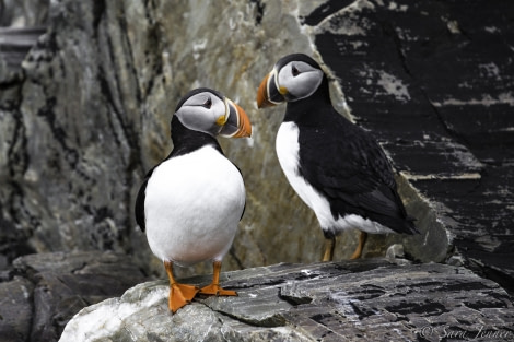 HDS06-19, DAY 04, Puffin 1 - Oceanwide Expeditions.jpg