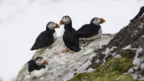 Puffin, Svalbard © Sara Jenner - Oceanwide Expeditions