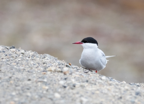 HDS06-19, DAY 05, 20190702_MScott_arctic tern - Oceanwide Expeditions.jpg