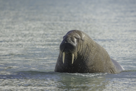 HDS06-19, DAY 02, Walrus 6 - Oceanwide Expeditions.jpg