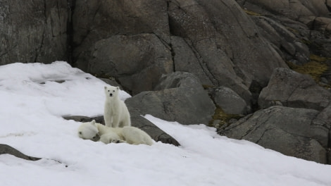 HDS07-19, DAY 04, bear and cub - Oceanwide Expeditions.jpg