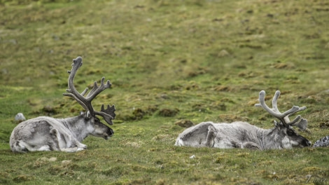 HDS07-19, DAY 06, Reindeer copy - Oceanwide Expeditions.jpg