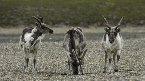 HDS07-19, DAY 09, Reindeer 1 - Oceanwide Expeditions.jpg