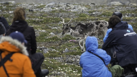 HDS07-19, DAY 09, Reindeer 5 - Oceanwide Expeditions.jpg