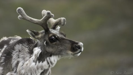 HDS07-19, DAY 09, Reindeer 3 - Oceanwide Expeditions.jpg