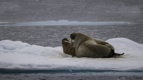 HDS07-19, DAY 04, Walrus - Oceanwide Expeditions.jpg