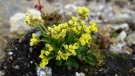 HDS07-19, DAY 07, meikesjoer-whitlowgrassflower - Oceanwide Expeditions.jpg