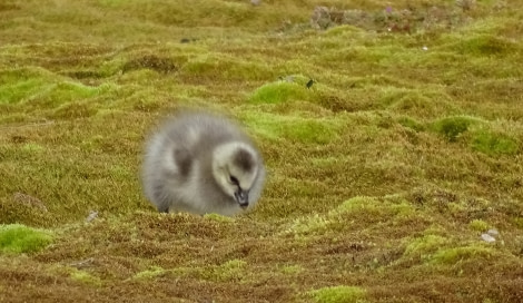 HDS07-19, DAY 02, meikesjoer-barnaclechick - Oceanwide Expeditions.jpg