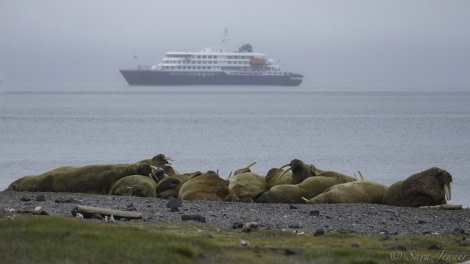 HDS07-19, DAY 07, Walrus 1 - Oceanwide Expeditions.jpg