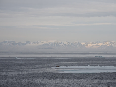 HDS07-19, DAY 03, Walrus on ice - Oceanwide Expeditions.jpg