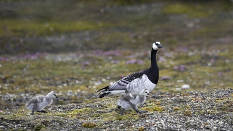 HDS06-19, DAY 05, Geese 3 - Oceanwide Expeditions.jpg