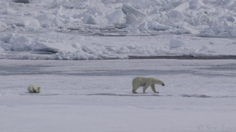 HDS07-19, DAY 05, Bear 2 - Oceanwide Expeditions.jpg