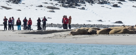 HDS06-19, DAY 02, 20190629_M Scott_watching walrus - Oceanwide Expeditions.jpg