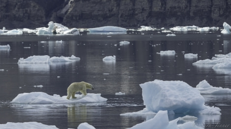 Polar bear on the ice, Svalbard © Sara Jenner - Oceanwide Expeditions.jpg