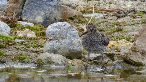 HDS06-19, DAY 04, purple sandpiper meike - Oceanwide Expeditions.jpg