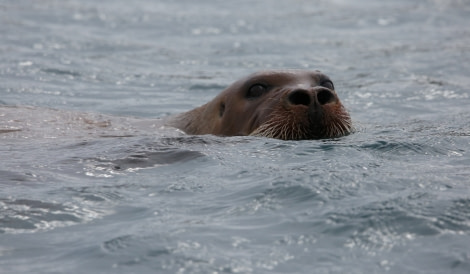 HDS06-19, DAY 05, Adam Bearded seal - Oceanwide Expeditions.jpg