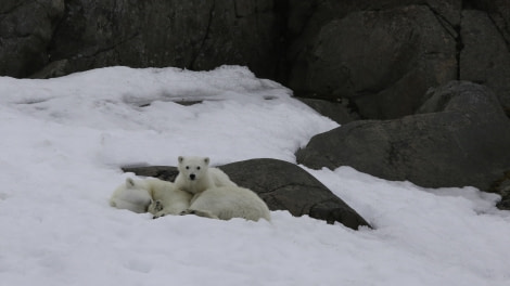 HDS07-19, DAY 04, bear and cub 1 - Oceanwide Expeditions.jpg