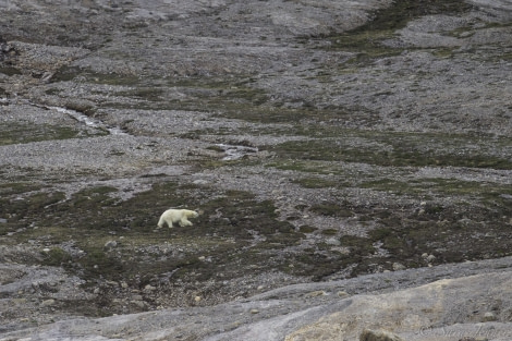 HDS06-19, DAY 05, Bear 2 2 - Oceanwide Expeditions.jpg