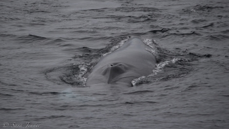 Fin Whale © Sara Jenner - Oceanwide Expeditions