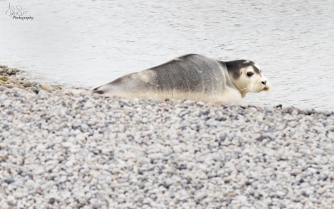 HDS08-19 DAY 05_20190718_MScott_Bearded seal pup -Oceanwide Expeditions.jpg