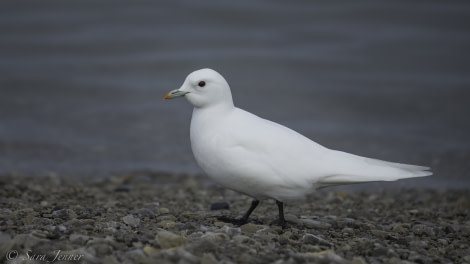 HDS08-19 DAY 02_Ivory gull -Oceanwide Expeditions.jpg