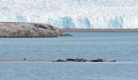 Harbor seals  © Melissa Scott - Oceanwide Expeditions