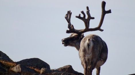 HDS08-19 DAY 06_meikesjoer-reindeer1 -Oceanwide Expeditions.jpg