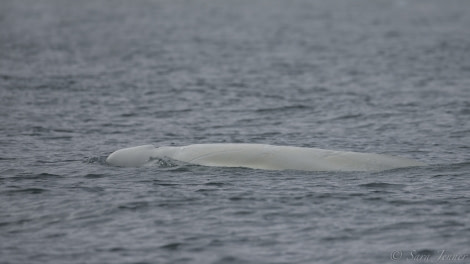 HDS08-19 DAY 04_Beluga 4 -Oceanwide Expeditions.jpg