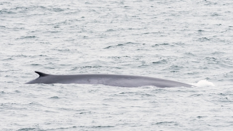 HDS08-19 DAY 04_20190717_MScott_Fin whale -Oceanwide Expeditions.jpg