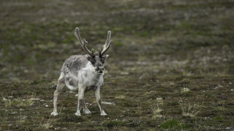 HDS08-19 DAY 06_Reindeer -Oceanwide Expeditions.jpg