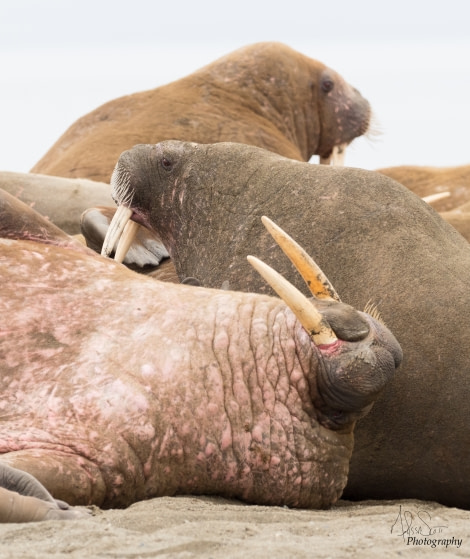 HDS09-19 DAY 09 MScott - Walrus trio - Oceanwide Expeditions.jpg