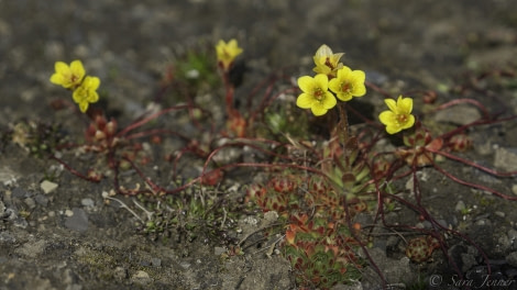 HDS08-19 DAY 06_Flower-2 -Oceanwide Expeditions.jpg