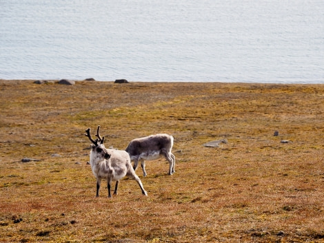 HDS08-19 DAY 06_Cornejo-Sundneset Reindeer -Oceanwide Expeditions.jpg