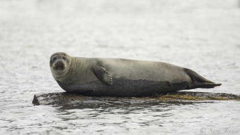 Harbour Seal © Sara Jenner - Oceanwide Expeditions