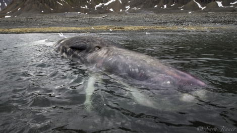 HDS08-19 DAY 04_Sperm Whale -Oceanwide Expeditions.jpg