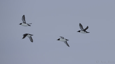 HDS08-19 DAY 07_Birds 5 -Oceanwide Expeditions.jpg