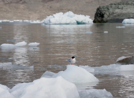 HDS09-19 DAY 03 Cornejo-Arctic Tern on ice - Oceanwide Expeditions.jpg