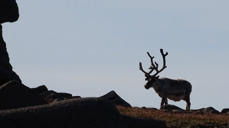 HDS08-19 DAY 06_meikesjoer-reindeer2 -Oceanwide Expeditions.jpg