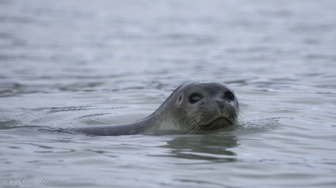 HDS08-19 DAY 02_Seal -Oceanwide Expeditions.jpg