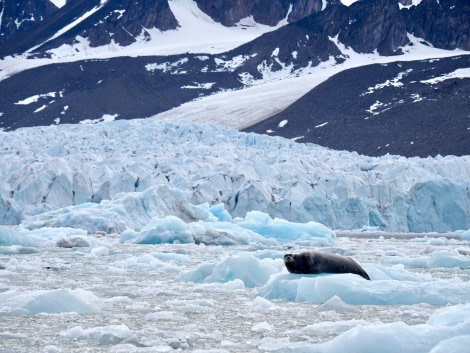 HDS08-19 DAY 03_Bearded Seal on ice at Monacobreen Mariela Cornejo-Oceanwide Expeditions.jpg