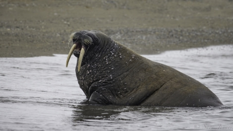 HDS08-19 DAY 09_Walrus 1 -Oceanwide Expeditions.jpg