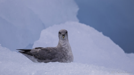 HDS11-19 DAY 09 Fulmar -Oceanwide Expeditions.jpg