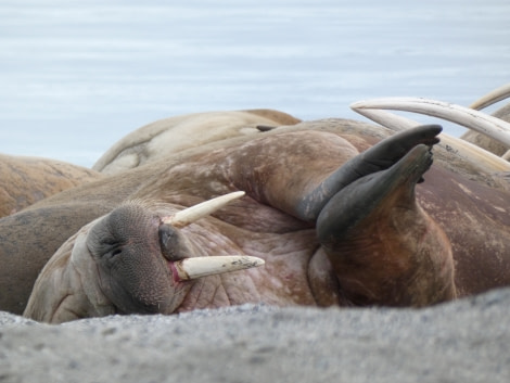 PLA14-19 DAY 06 walrus Ali -Oceanwide Expeditions.JPG