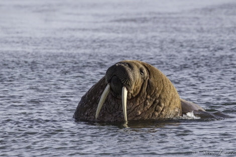 HDS11-19 DAY 11 Walrus 7 -Oceanwide Expeditions.jpg