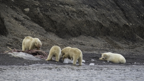 Polar bears eating a carcass © Sara Jenner - Oceanwide Expeditions.jpg