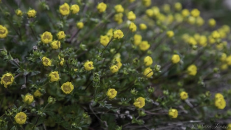 HDS11-19 DAY 03 Flowers -Oceanwide Expeditions.jpg